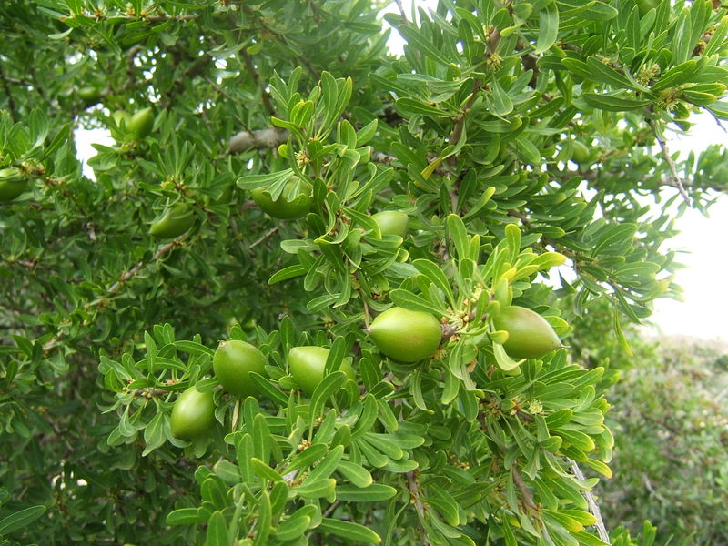 Argania spinosa Argania spinosa