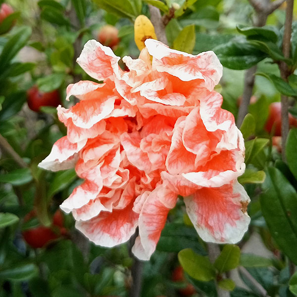 ザクロの花